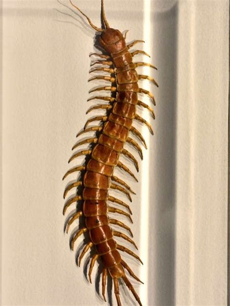 Spiritual Meaning Of A Centipede In A Dream.